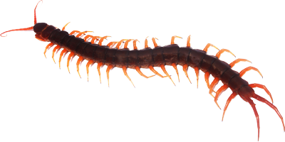 Centipede