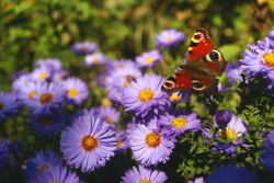 Dagpauwoog op Aster. Foto:&nbsp;Robinia Tuinontwerp