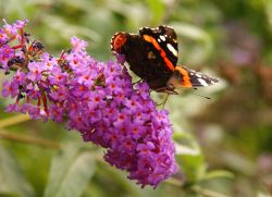 Atalanta op Buddleia. Foto:&nbsp;Robinia Tuinontwerp