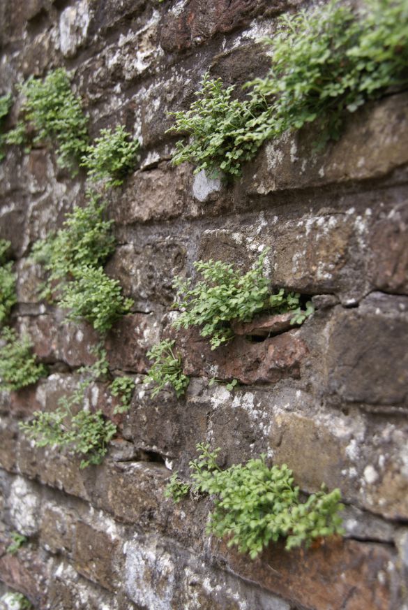 Asplenium ruta-muraria, foto Emiel Versluis