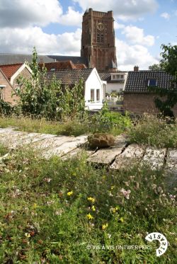 Daktuin in stedelijke omgeving. Foto: Vis Ã  Vis Ontwerpers
