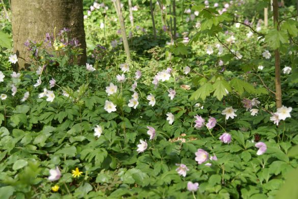 Stinzenplanten op landgoed. Foto: Vis Ã  Vis Ontwerpers