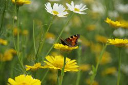 Kleine Vos op gele ganzenbloem. Foto: Vis Ã  Vis Ontwerpers