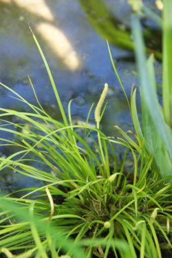 zoethoutgras (Acorus gramineus ‘Licorice’) foto: Margo van Beem