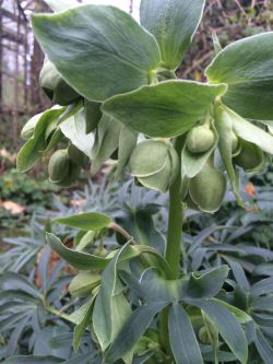 Helleborus foetidus, foto Margo van Beem