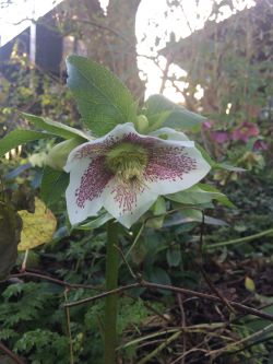 Helleborus orientalis, zaailing met spikkels op de kelkbladeren, foto Margo van Beem