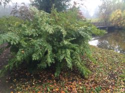 Osmunda regalis in Amstelveen. Foto: Margo van Beem