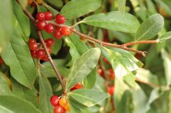 Eleagnus umbellata 'Red Cascade'
