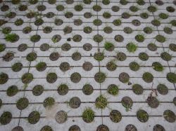 Grastegel rondjes. Foto: Wibo van Noort (Astrum groen)