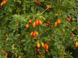 Bottels van Rosa rubiginosa. Foto: Ruurd van Donkelaar (Van Donkelaar groenadvies)