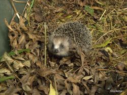 Egel bij de composthoop. Foto: Plant is koning