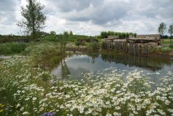 Natuurlijke vijver in Wilde Weelde Wereld. Foto: Vis Ã  Vis Ontwerpers