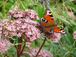 Sedum 'Matrona' met dagpauwoog. Foto: Tuin van de buren