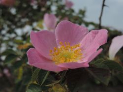 Rosa canina. Foto: Ruurd van Donkelaar Groenadvies