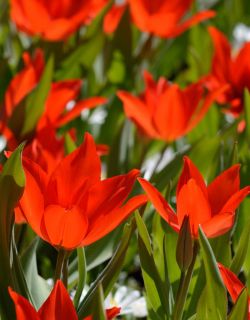 Tulipa praestans 'Zwanenburg'. Foto: Sterkebollen.nl