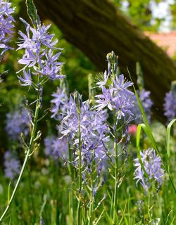 Camassia. Foto: Sterkebollen.nl