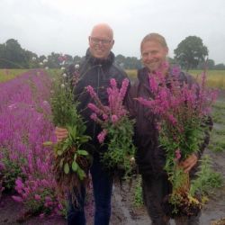 Dagje Cruydt Hoeck. Foto: Arjan Schepers Vaste planten