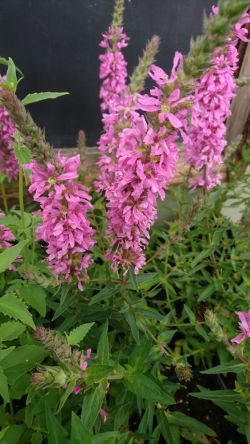 Lythrum 'Pink Panther'. Foto: Arjan Schepers Vaste planten