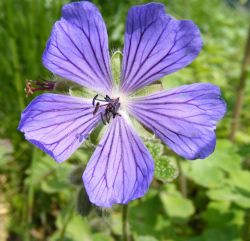 Bloem van de geranium. Foto: Tuynplan