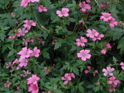 Geranium oxonianum 'A.T.Johnson', foto: Tuynplan
