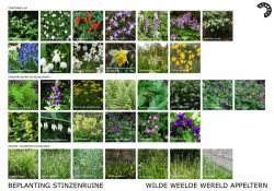 Stinzenplanten in de Stinzentuin