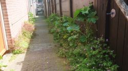 Foto: Grijs kleurt Groen