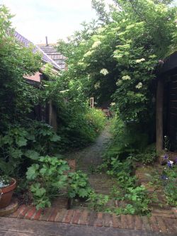 De tuin van Jan. Foto:Grijs kleurt Groen