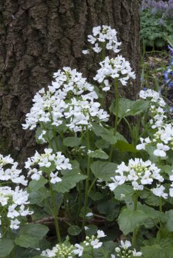 Pachyphragma macrophylla in bloei. Foto: Hans Kramer (Hessenhof)