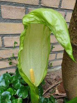Arum italicum.